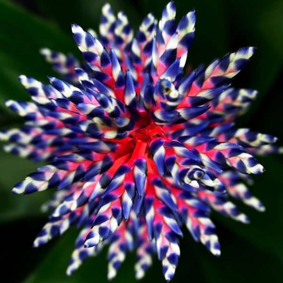 راهنمای نگهداری و پرورش گیاهان آپارتمانی - ایکمیا باران آبی